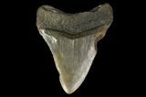 Fossil Megalodon Tooth - North Carolina #119420-1